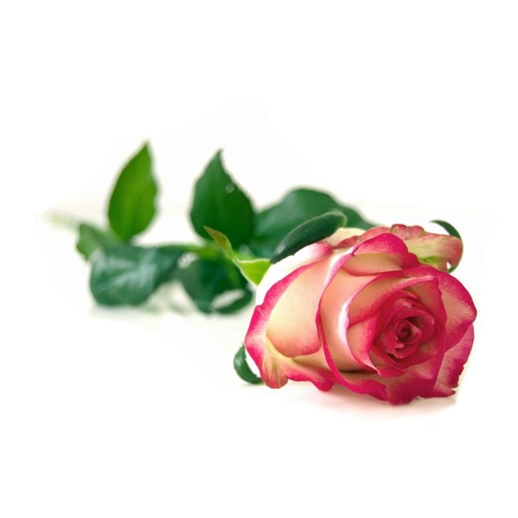 Taylor of Old Bond Street Scheercrème 150g Rose, derde productfoto